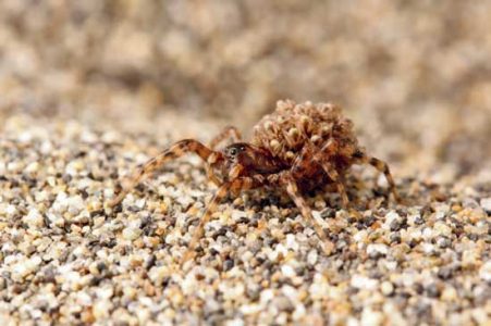 Wolf Spider Adaptability Image
